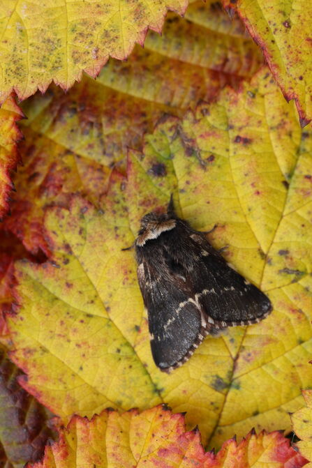 Taking wing in winter | Cheshire Wildlife Trust